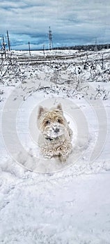 Walk on a winter morning