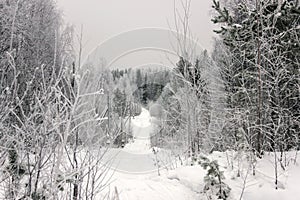 Walk in winter woods.The track for cross-country skiing. Beautiful and unusual roads and forest trails.