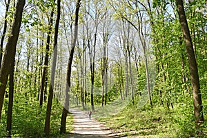 Walk in the woods in spring time