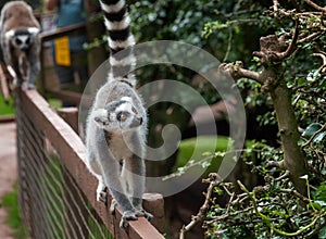 Walkabout lemurs