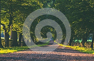 Walkaway in the spring forest