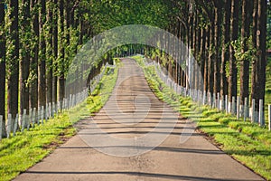 Walkaway in the spring forest