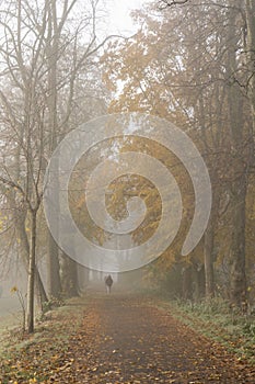 Walker and Autumn trees in fog in Bitts Park Carlisle, Cumbria