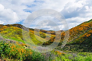 Walker Canyon in Lake Elsinore California during the superbloom of poppies wildflowers