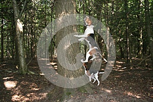 Walker coon hound baying at tree photo