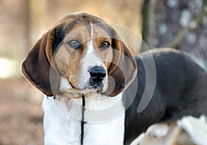 Walker Coonhound Dog