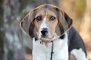 Walker Coonhound Dog