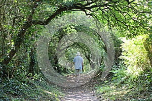 Un camminatore sul marciapiede incorniciato secondo alberi sul estate 