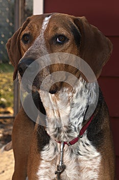 Walker Hound Backyard