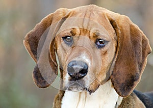 Walker Hound mixed breed dog