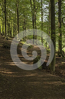 Walker's footpath through forest at Ladybower Reservoir