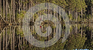 Walker in Scots Pine forest at Loch Mallachie in the Scottish Highlands.