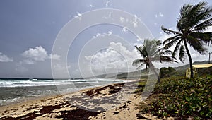 The Walkers Beach in the east-north side of Barbados island