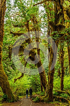 Walkers into the path of Rain forest