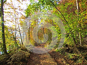 Walkin path next to Bohinj lake photo