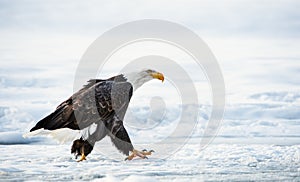 Walking Adult Bald eagle