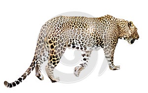 Walking adult leopard