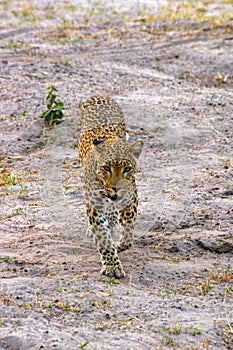 Walking African leopard in Chobe NP