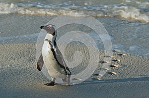 Walking African penguin (spheniscus demersus) with footprint on the wet sand.