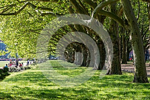 Walking alley, Plane Trees, Szczecin in Poland, Public Park, Recreation and leisure for residents