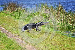 Walking Alligator