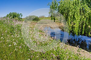 Walking along the Guadalupe River shoreline, Santa Clara, San Francisco bay area, California