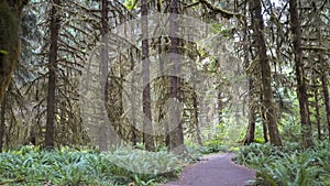 Walking along a trail past spruce trees at hoh rainforest