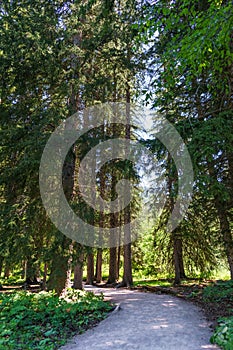 Walking amongst the trees