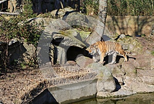 Walking Amur Tiger