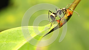 Walking Ant (Polyrhachis Abdominalis) on The Plant