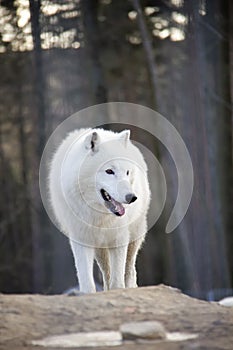 Walking arctic wolf