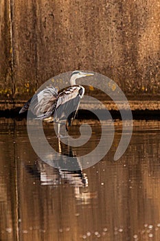 Grey heron on the side of the water