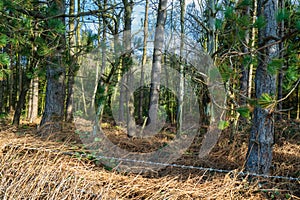 Walking around the Siddings Lane Nature reserve near Rainford in St Helens, Merseyside