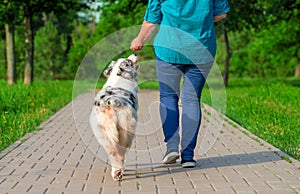 walking with an Australian Shepherd dog in the park in summer