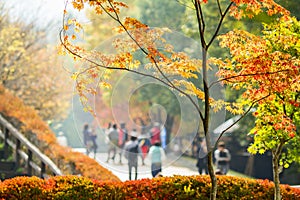 Walking in the autumn park. Sunlight.