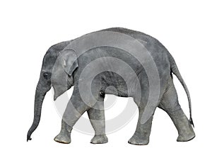 Walking baby elephant isolated on white background. Standing elephant full length close up. Female Asian grey elephant
