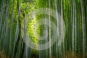 Walking Through a Bamboo Forest