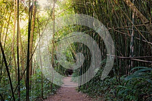 Walking in Bamboo Mountain Forest