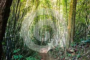 Walking in Bamboo Mountain Forest