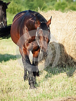 Walking Bay sportive horse in field with haystack