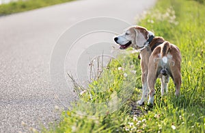 Walking beagle dog portrait image. He standing on the green grass near the asphalt running track and looking around. Funny