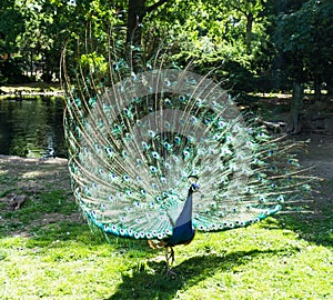 Walking beautiful peacock tail bird beauty