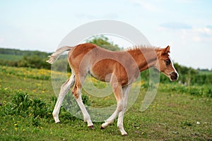 Walking  beautiful  sorrel foal of sportive breed in meadow at freedom. cloudy day. close up