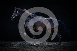 Walking big horse horse with one leg up, on a black background