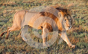 Walking big Lion. The lion (Panthera leo)