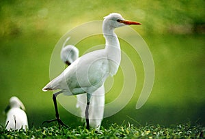 Walking bird near the pond