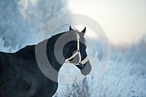 Walking  black beautiful  horse near snowing forest. close up. winter season