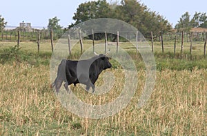 Walking black bull in the French Camargue