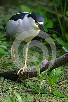 Walking black crowned night heron