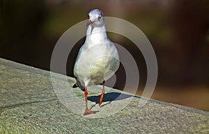 A walking black-headed gull